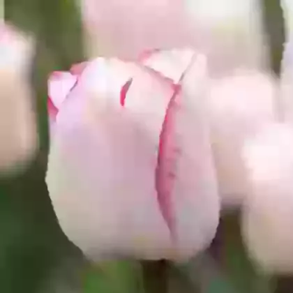 Hugs & Kisses